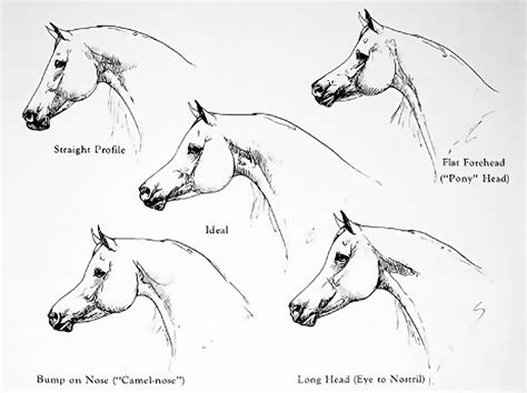 Arabian Horse History | Al Ex Arabians