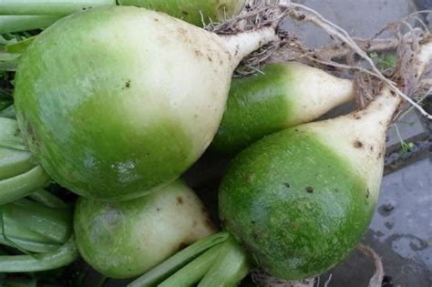 Редька: калорийность, полезные свойства для организма и ...