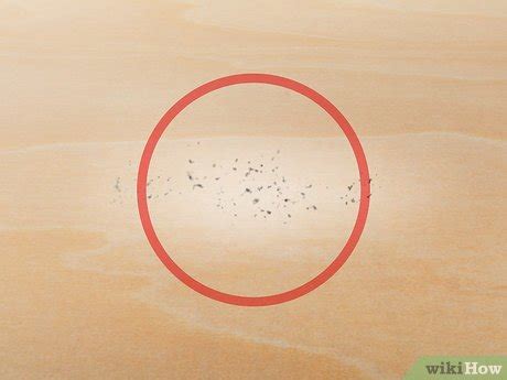 How To Detect Fleas 9 Steps With Pictures Wikihow