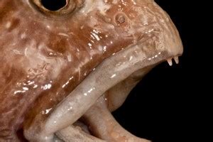 Anarhichas minor (Spotted wolffish)