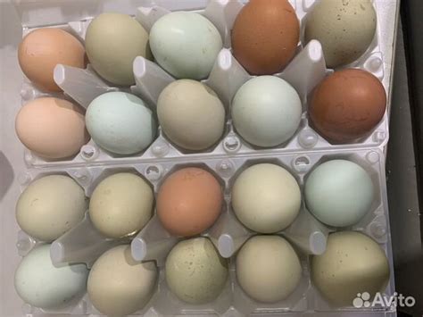 Инкубационное яйцо пасхальны кур купить в Пензе | Животные и зоотовары ...