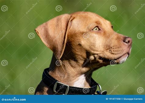 Cute Adorable American Pitbull Terrier Puppy. Stock Photo - Image of