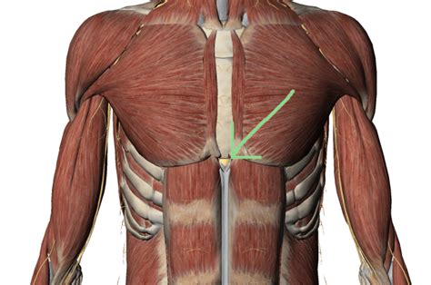 xiphoid process global therapies