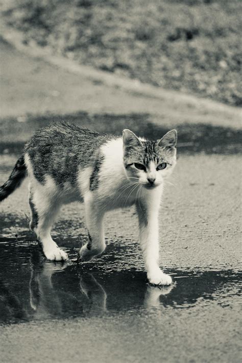 Sophie+Rain+Bikini Photos, Download The BEST Free Sophie+Rain+Bikini