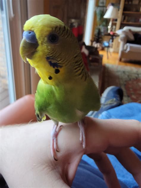 henlo. : r/parrots