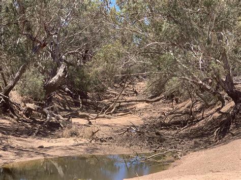 Water Management Killing the Darling-Baaka - Nature Conservation