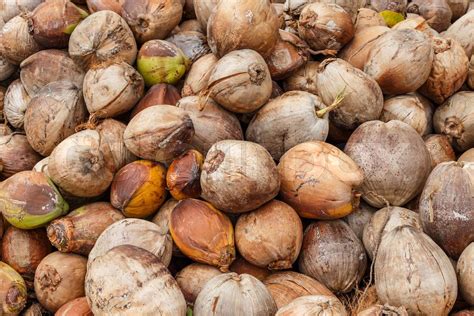 stack    coconut stock image colourbox
