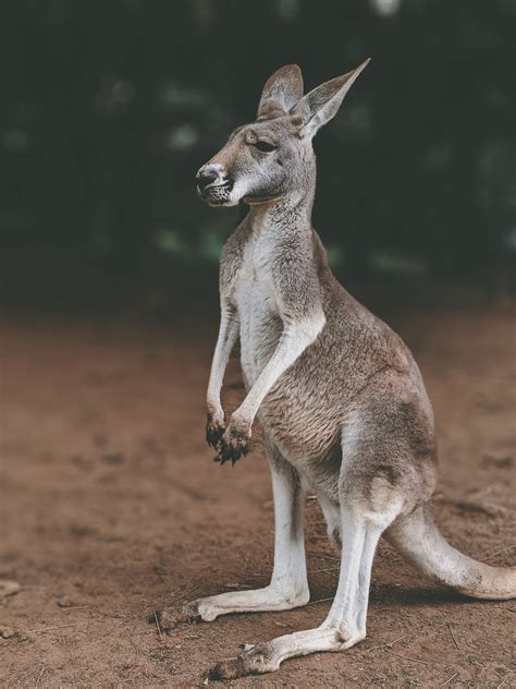 HORIZON OF THE WORLD: Five Interesting Facts about Kangaroos
