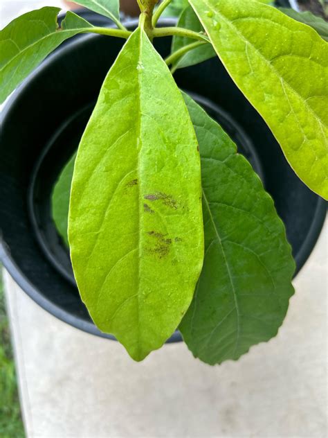 New “bruising” brown spots on one leaf just appeared in the last hour