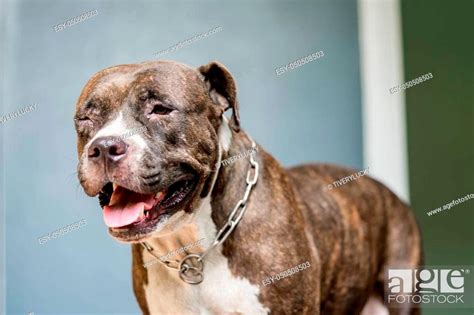 close up pitbull dog standing, Stock Photo, Picture And Low Budget ...