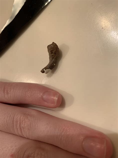 how to gecko vomiting at home 1