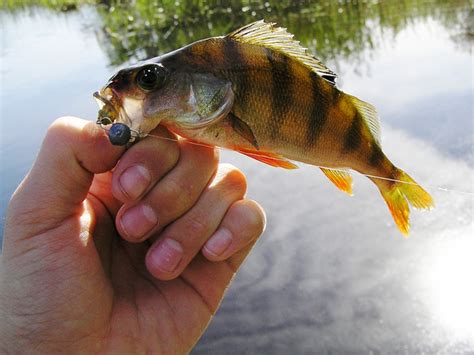 Lucky John Baby Rockfish обзор приманок