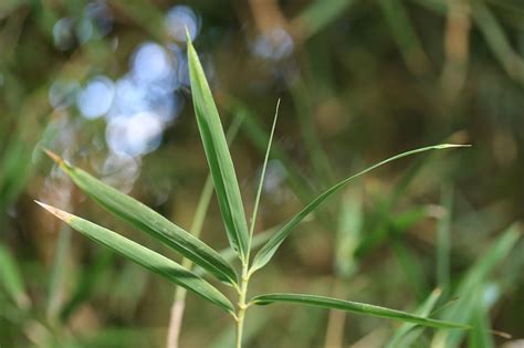 Bamboo Giant Nursery & Gardens | Bamboo Giant Nursery & Gardens