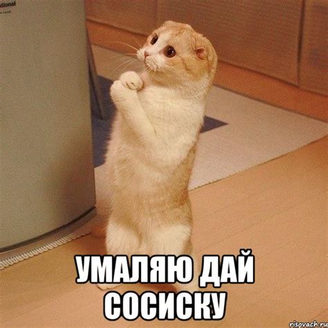 Умаляю дай сосиску, Мем котэ молится - Рисовач .Ру
