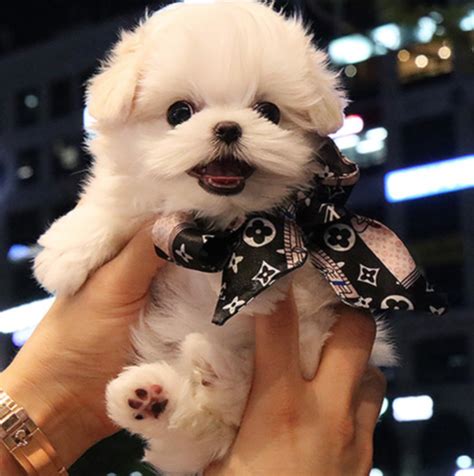 1 new message | Puppy adoption, Maltese puppy, Mini maltese