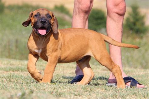 Boerboel Puppies For Sale in Europe- Mascot Millenium Boerboel Kennel ...