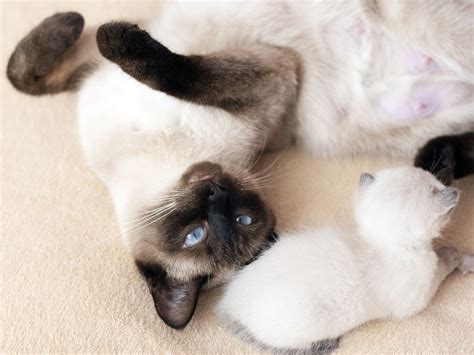 siamese cat breed history personality  care   siam cats