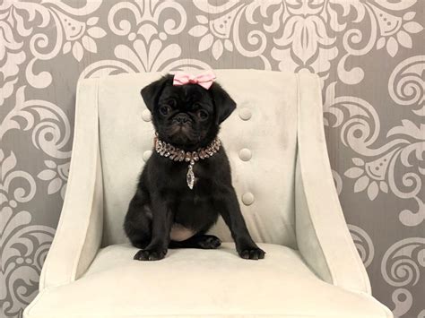Pug-DOG-Female-Black-2172807-Furry Babies