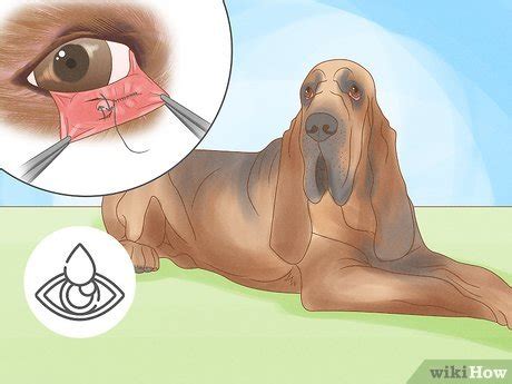 how to treat cherry eye in dogs