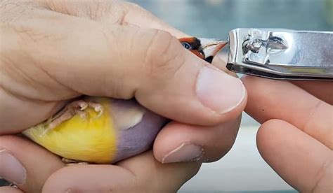 How to Trim a Bird's Beak Properly Without Hurt?