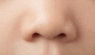 nose facts  kids