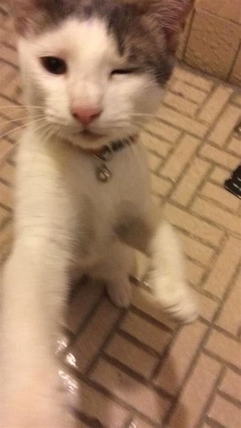 pin  daisy  pfp cat memes cat profile silly cats