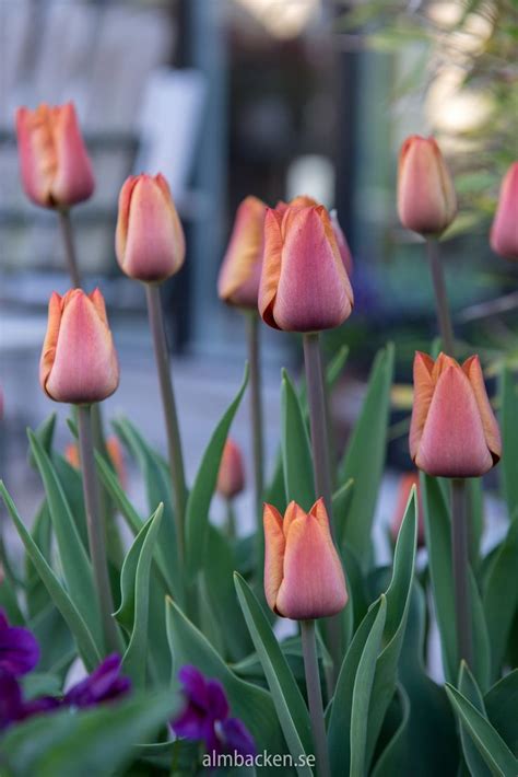 tulpan-cairo-tulipa.jpg | Tulips, Plants, Fruit