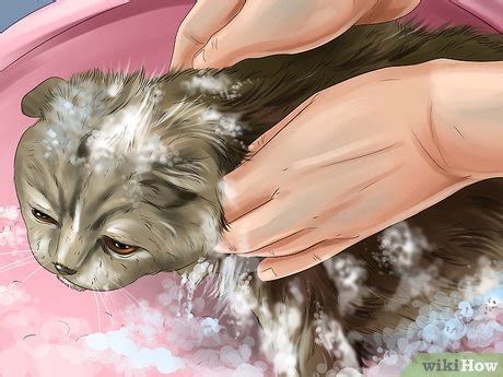 How to Diagnose and Treat Seborrhea in Cats: 15 Steps