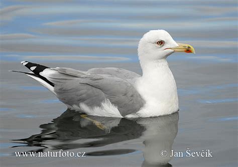 Larus michahellis Pictures, Yellow-legged Gull Images, Nature Wildlife ...