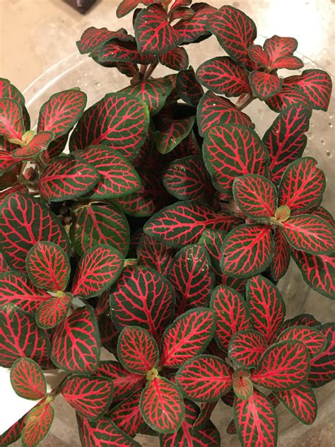 191 best Fittonia images on Pholder | Houseplants, Plantclinic and