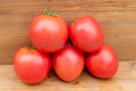 СУМАСШЕДШИЙ КАЛЛИОПА (CRAZY CALLIOPE Dwarf) США — BTomate