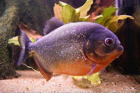 piranha fish for sale canada | Stun Blogs Picture Gallery