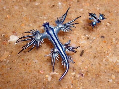 glaucusatlanticus  writerian
