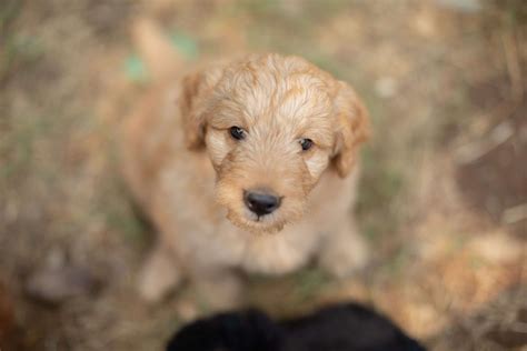Does Puppy Breath Smell Like Coffee