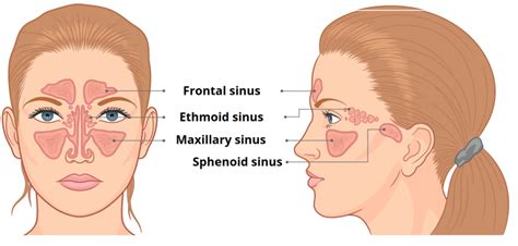 The Paranasal Sinuses - Structure - Function - TeachMeAnatomy