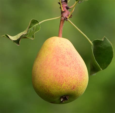 Comice Pear Tree for Sale - Buying & Growing Guide - Trees.com