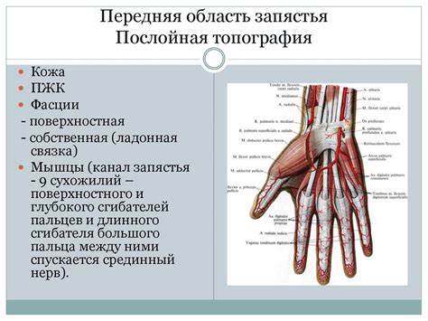 Топографическая анатомия верхней конечности - презентация онлайн