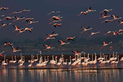 12 Top Bird Sanctuaries in India for Birdwatching