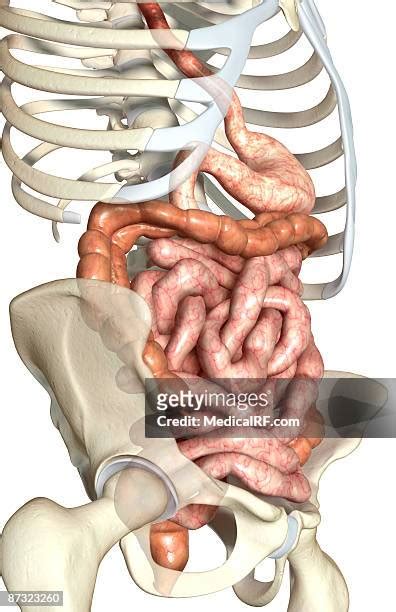 Ileum Anatomy Photos and Premium High Res Pictures - Getty Images
