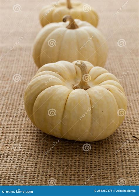 Mini Pumpkins stock image. Image of miniature, cucurbita - 258289475