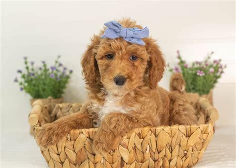 Micro GoldenDoodles For Adoption — Family Bred Puppies