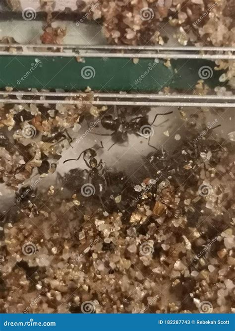 Tunneling Insects With Two Sets Of Jaws
