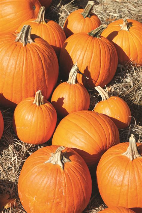 creative   pumpkins  halloween  devine news