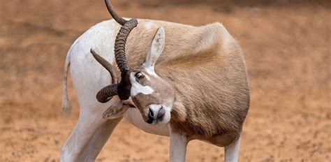 Addax: Characteristics, Diet, Facts & More [Fact Sheet]