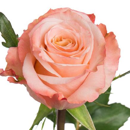 Rose Shimmer | Del Alma Group