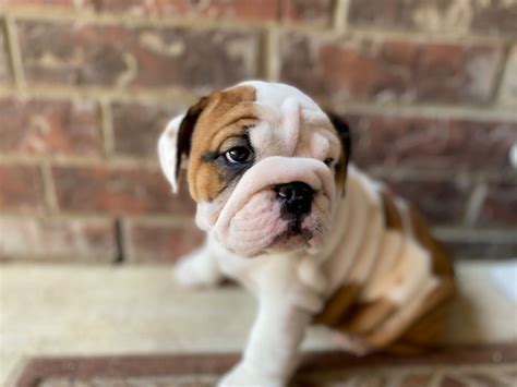bulldog puppies  sale  texas