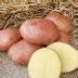 Картофель Взрывной: описание и характеристики, особенности посадки и ...