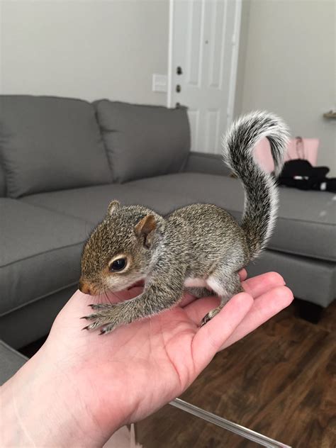 Baby Western Gray Squirrel Eastern Vs Western Gray Squirrels: What's