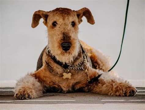 terrier dog breeds  characteristics petstime