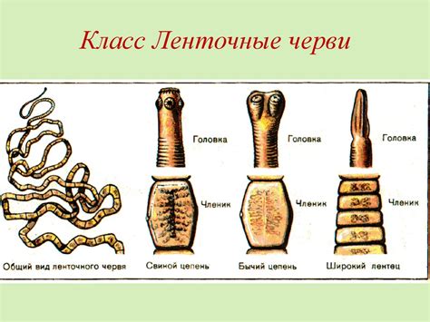 Тип плоские черви - презентация онлайн